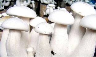 SUPRIKAM FULL OF NUTRANT FLESHY MILKY MASHROOM SPAWN/ Seed