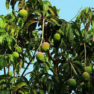 Kapebonavista Live Alphonso Mango Mango All Season/Aam Baramasi Fruit Healthy Plant Seed