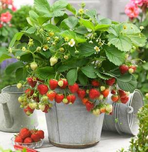 M-Tech Gardens Rare Hybrid Strawberry " Delizz " Exotic 30 Seed