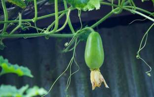 Aywal Long Bottle Gourd - Calabash-Lauki-Ghiya-Lau Hybrid Vegetable Seed