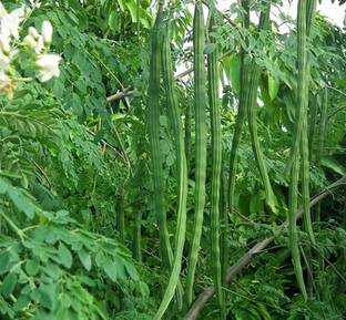 Aywal MORINGA/DRUMSTICK/SAIJAN Seed