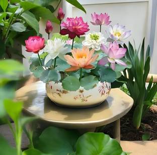 LBS Lotus, Lotus flower, Kamal beech Seed