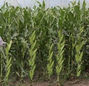 HYBRID 1kg, Hybrid corn seeds, maize seeds highest yield Verity Seed