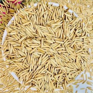 PMA Pusa Basmati Rice Seed, Pure Basmati Rice for Farming & Agricalture, Hybird Seed