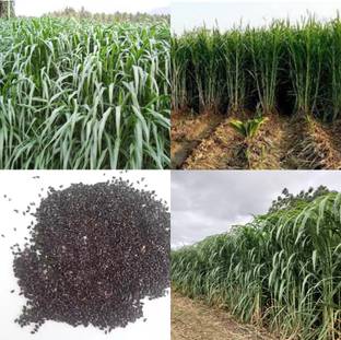 ibains American 5g napier grass seeds 1400 Seed