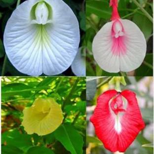 PMA Aparajita Seed, Nilkanta, Pure Seed for Flower Gardening, Aprajita Fower Seed