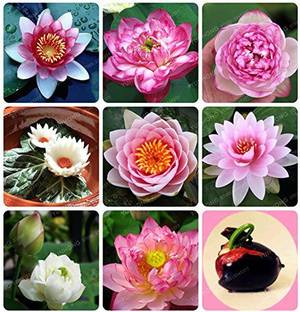 KANAYA Lotus seeds for Hone Garden Flower Seeds Seed