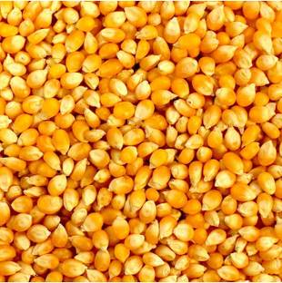 BHARAT JADI BOOTI Makka Popcorn - Corn Kernels - Maize Makka Cholam Seed