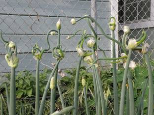 VibeX ® VMR-596 Egyptian Walking Catawissa Tree Onion Seed