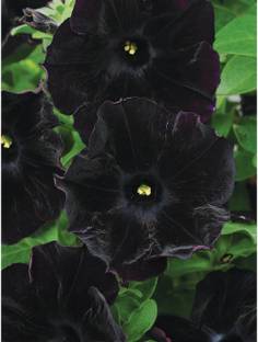 WHADE Petunia, Black Fur Seed