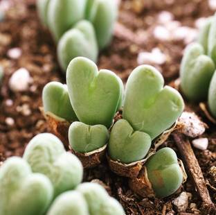Srushtitraders Rare succulent, conophytum bilobum, 10 seeds Seed