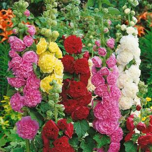 KANAYA Hollyhock Mix Flower Seed