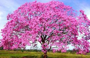 NooElec Seeds India 35+ SEEDS- Pink Trumpet Tree Seeds For Planting- Handroanthus Impetiginosus Seed
