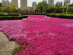 CYBEXIS VVI-55 - Red Creeping Thyme - (150 Seeds) Seed