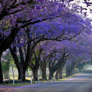 Floral Treasure Purple Jacaranda Tree Seed