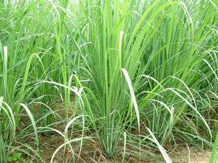 Avysa Lemon Grass Citronella Grass Herb Plants for Home Garden Seed