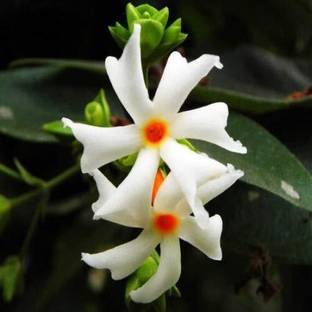 KNESSiN Harsinghar | Night-Flowering Jasmine | Parijat-{200 Seeds} Seed