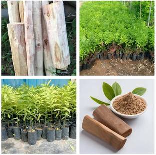 DEYS AGRO ™ white sandalwood seeds,white chandan seeds,chandan tree Seed