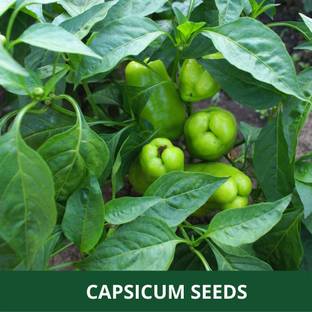 VibeX ® VXI-52 Desi Variety Green Capsicum Seeds Seed