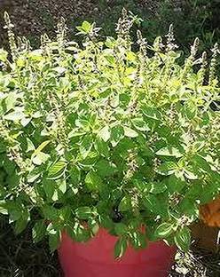 Seedsqlty Krishna tulsi seeds Seed