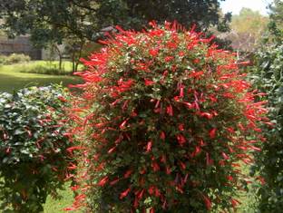 NooElec Seeds India All Seasons Red Firecracker Vine Flower Seed