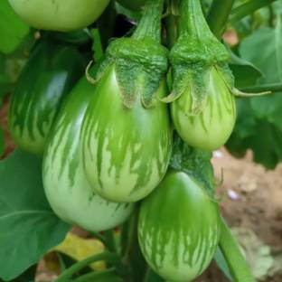 eShoptail Brinjal Green Hybrid Seeds (Hara Baingan/eggplant Seed
