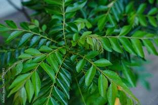 Arshiayat Curry Leaves Plant Seeds, Kadi patta plant Seed Seed