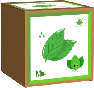 Sow and Grow Easy DIY Gardening Kit of Mint Herb (Grow it Yourself) for Home, Kitchen Garden Seed