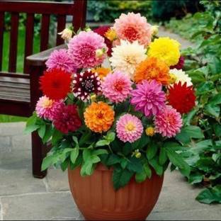 Us deepar Neo Dhaliya Seed (32 per packet) Seed