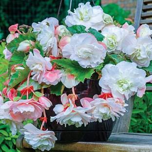 CYBEXIS XLR-23 - Angelique Begonia - (30 Seeds) Seed