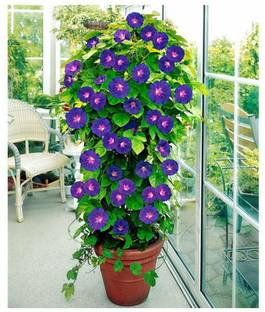 CEYA Annual Climbing Ipomoea Flower Seed