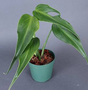RRNURSERY Monstera deliciosa Green ghost seeds Seed