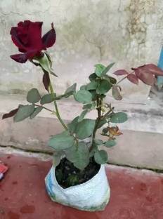 MAA Rose, Flower seeds Seed