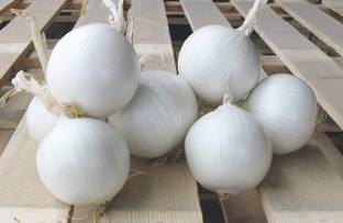 WILLVINE GBPUT-309 Onion Snow White Seeds-1500 Seeds Seed