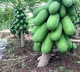 STOKIYA ORIGINAL VNR F1 HYBRID VARIETY PAPAYA SEEDS ( 3000 SEED Seed