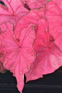 Radha Krishna Agriculture ® Imported Caladium Beautiful Pink With Green Line Leafy Bulbs For Gardening Seed