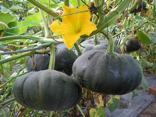 ErTh Good Quality Organic Natural Pumpkin Seed