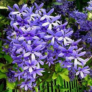 HERBALISM Petrea volubilis Seed