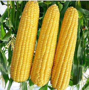 HYBRID 250g corn seeds Highest yield variety long bhutta Seed