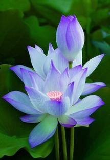 BALCONYPLANTX worlds rare LOTUS ( KAMAL ) flower Seed