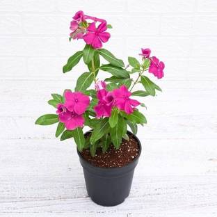 ibains Sada bahar flower plant seeds Seed