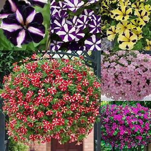 KANAYA Petunia Mix Seed