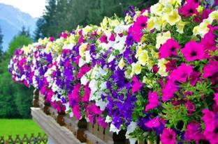 WHADE Petunia choice mix Seed