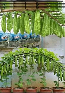 Oxygreenplant Bitter Gourd Seed
