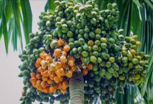 SHYAM Indian Assam Supari Seed