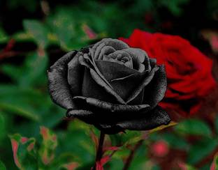 CYBEXIS XLL-69 - Rare Black Rose - (300 Seeds) Seed