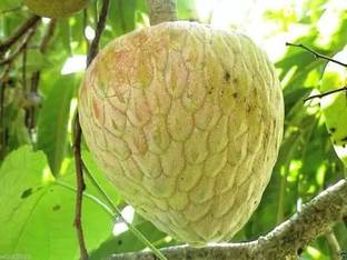Aro Custard Apple, sitafal, sitaphal Seed