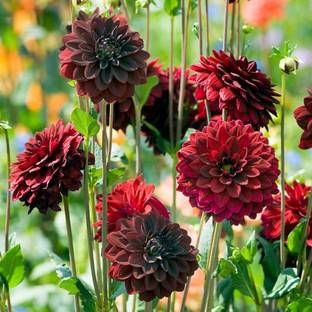 CYBEXIS VXI-2 - Delightful Dahlia Flower Mix - (180 Seeds) Seed