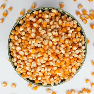 FreshTrain Popcorn Seeds | Big Size Pop Corn Kernels | Makki | Makka | Makai (100% Popping) Soft Popcorn