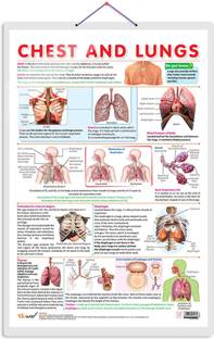 CHEST AND LUNGS CHART | Exploring the Respiratory System: Comprehensive Chest and Lungs Chart Paper Print